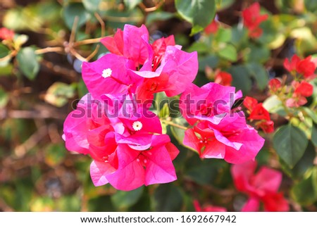 Pink Bougainvillea flower in the garden, close-up.