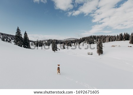 Simple brown mixed breed dog in the winter landscape