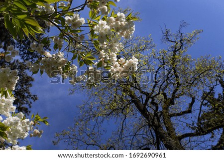 White flowers blossom of cherry tree on blue sky background spring city park 