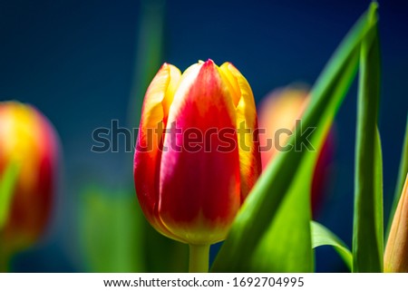 red tulip on blue background