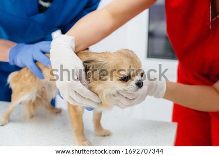 In a modern veterinary clinic, a thoroughbred Chihuahua is examined and treated on the table. Veterinary clinic