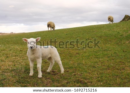 Close Up of Young Lamb in a Field, Near Haworth, UK