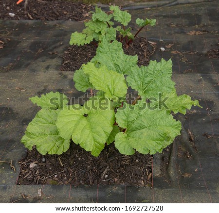 Home Grown Organic Spring Rhubarb Plant (Rheum x hybridum 'Timperley Early') Surrounded by Weed Suppressant Fabric in a Vegetable Garden in Rural Devon, England, UK Royalty-Free Stock Photo #1692727528