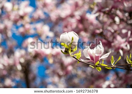 Beautiful magnolia tree branch in bloom with elegant white flowers