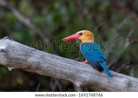 Stork-billed Kingfisher (Pelargopsis capensis) perching for hunting 