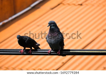 A selective focus picture of male pigeon want to mating female bird on the cable