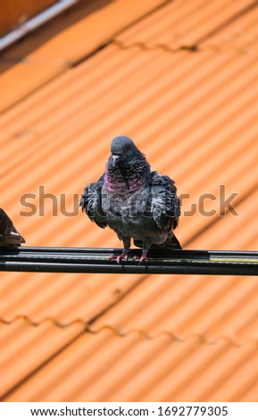 A selective focus picture of male pigeon want to mating female bird on the cable