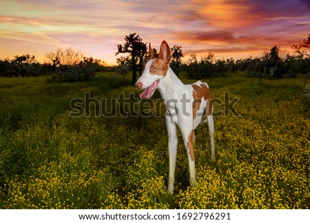 Ibizan hound in the AZ desert and yellow wildflowers at sunset. Royalty-Free Stock Photo #1692796291
