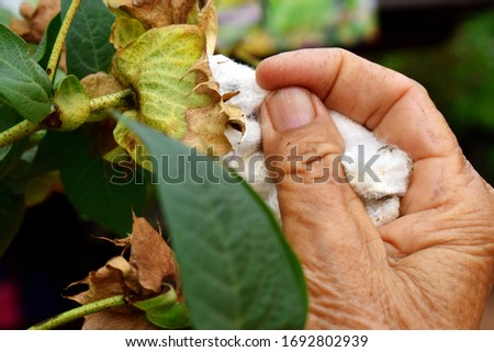 Human hand picking white cotton with green leaves background