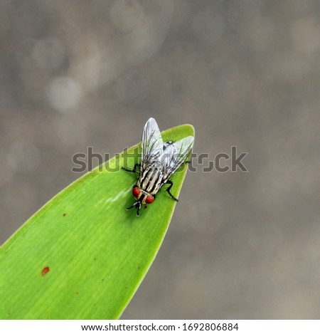 A bird's-eye view of a Flesh Fly resting on the tip of a leaf in Brisbane, Australia. 