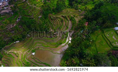Green Terraced Rice Field From Above - Tegal Alang, Ubud, Bali