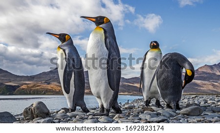 King Penguins in Fortuna Bay South Georgia Royalty-Free Stock Photo #1692823174
