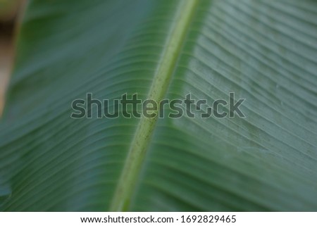 
Banana leaves can be used to wrap food