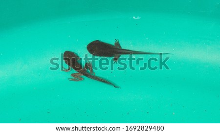 Little tadpoles into frog on green background. Tadpoles changing into frog. Amphibian metamorphosis. Developed tadpoles on green pond. Royalty-Free Stock Photo #1692829480