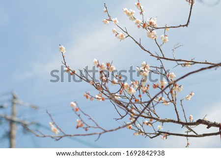 Full bloom plum tree flowers