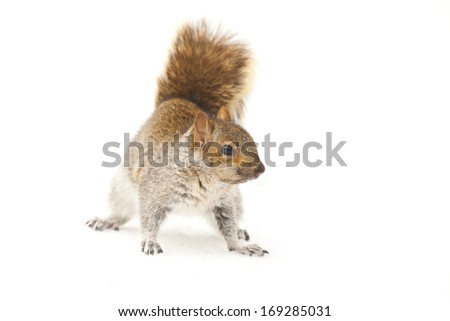 young squirrel on white background 