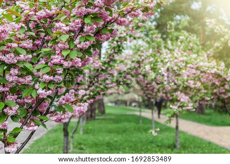 Park with an alley of young trees with blooming pink sakura in Ukraine, Kiev.