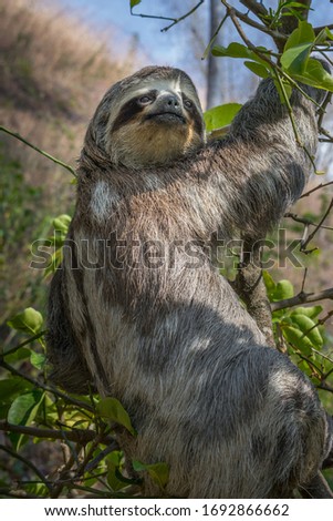 Young sloth hung on the tree seeking refuge