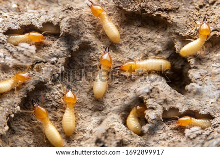 Group of the small termite on decaying timber. The termite on the ground is searching for food to feed the larvae in the cavity. Royalty-Free Stock Photo #1692899917