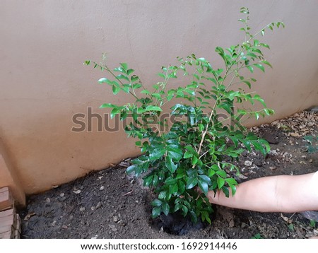 the man plants tree in his free time during time of quarantine