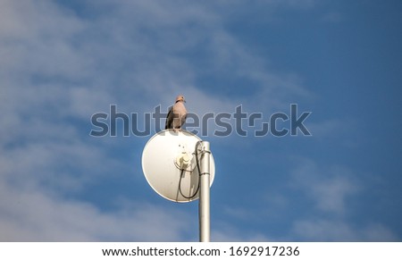 Lone dove perched on a satellite communications dish isolated against a blue sky image in horizontal format