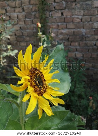 Beautiful portrait picture of sunflower 