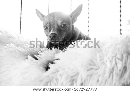 Small cute ginger mini pin dog on the bed at home. Pets indoors concept