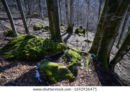 moss in a natural beech forest in the austrian national park kalkalpen