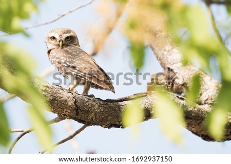 Natural owl picture with closeup sitting on branches