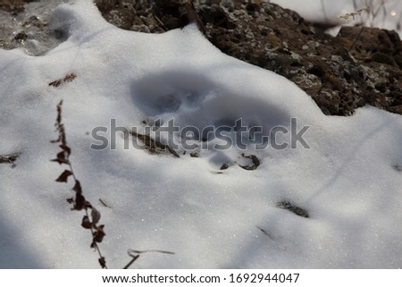 Imprint of the trail of the Red Book of the Far Eastern leopard in the snow. Leopard Land National Park