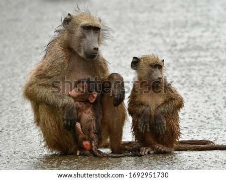 cute wet chacma baboons during rain siting on warm tarred road,Hluhluhwe game reserve,South Africa