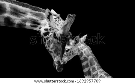 Cute Little Baby Giraffe Loving Her Mother  Royalty-Free Stock Photo #1692957709