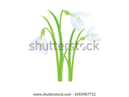 Snowdrops spring flower illustration. Snowdrop icon isolated on a white background. Spring background with white snowdrops. Spring background frame. First spring flower illustration
