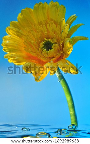 The Sunflower in The Water