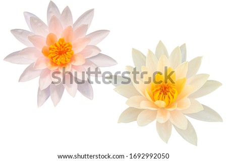 Beautiful Pink lotus flower bouquet isolated on the white background. Photo with clipping path. Royalty-Free Stock Photo #1692992050
