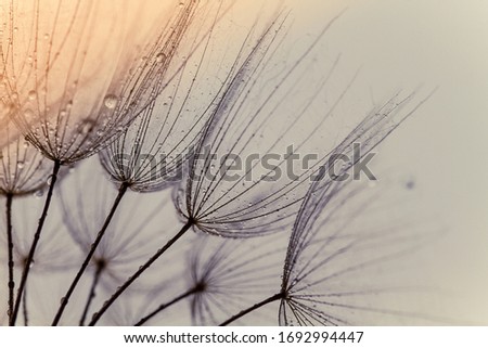 Abstract macro photo of dandelion seeds. Shallow focus. Old style. Vintage foto Royalty-Free Stock Photo #1692994447