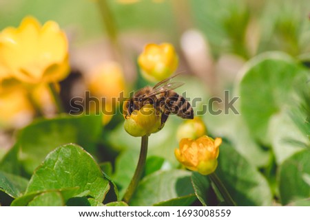 In spring, a bee pollinates a yellow flower.