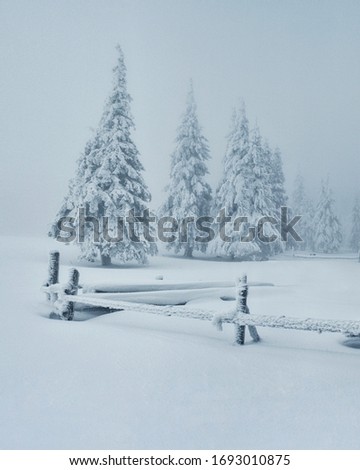 Gloomy winter landscape with covered snow trees. Idyllic wintry scene. Carpathian, Ukraine, Europe. Winter nature wallpapers. Christmas holiday concept. Discover the beauty of earth.