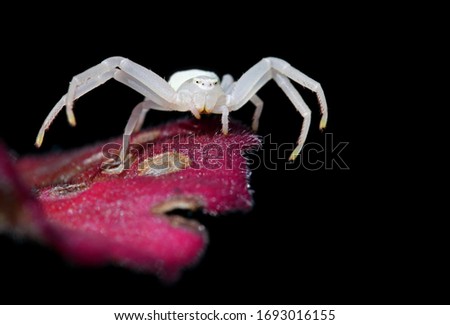 Macro picture of a stunning crab spider (Thomisidae) standing on a colorful flower isolated with a black background. Scary white european spider in the garden. 