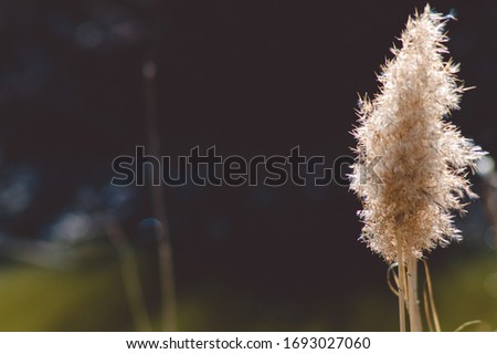 One beautiful reed in spring, close-up on a dark blurry background.Photo.