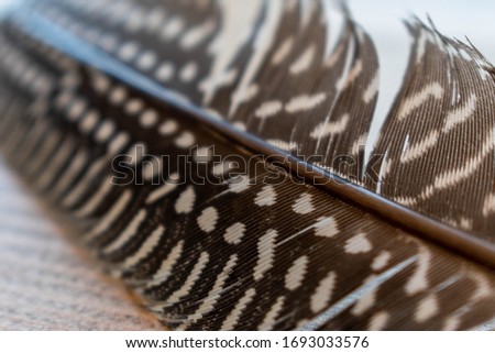 Close up image of black and white spotty Guinea Fowl feather