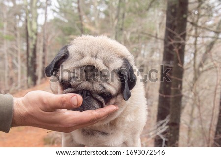 beautiful fawn colored pug in the woods getting picture taken while training with cookies surrounded by nature
