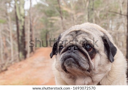 beautiful fawn colored pug in the woods getting picture taken while training with cookies surrounded by nature