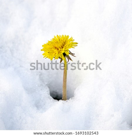 dandelion on on a fresh snow in april  