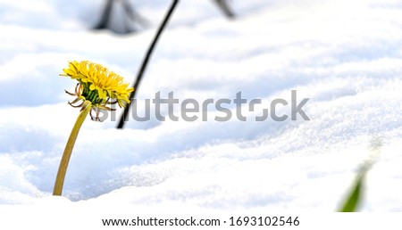 dandelion on on a fresh snow in april  
