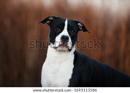 portrait black white dog a American Staffordshire Terrier sitting in the park against the background of bushes at sunset