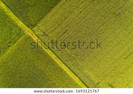 cornfield and arable landscape in Germany from the air