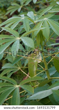 green chameleons crawl and climb on cassava leaf stalks