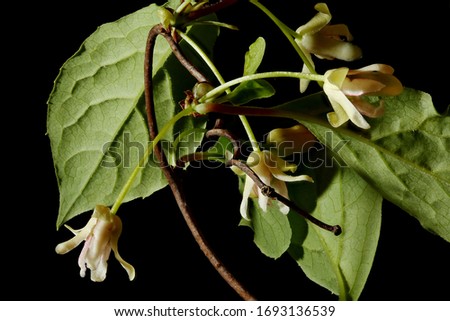 Magnolia Vine (Schisandra chinensis). Inflorescence Closeup