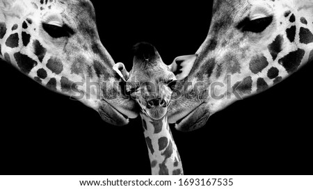 Mother And Father Giraffe Playing With Her Baby Giraffe